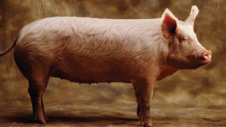 Pig Tales Of Pig Intelligence Factory Farming And Humane Bacon The