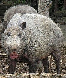 Pig Pig Wikipedia