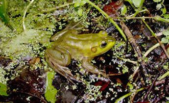 Pig frog Species Profile Pig Frog Rana Lithobates grylio SREL Herpetology
