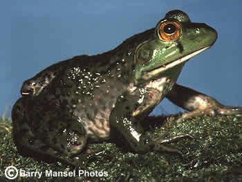 Pig frog Florida Wildlife Extension at UFIFAS