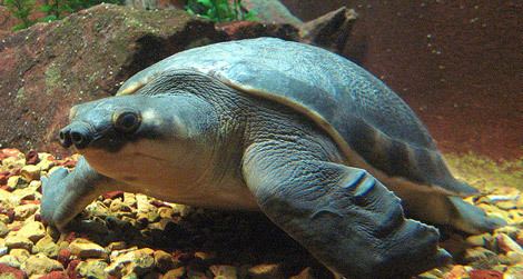 Pig-nosed turtle The Decline of the PigNosed Turtle Science Smithsonian