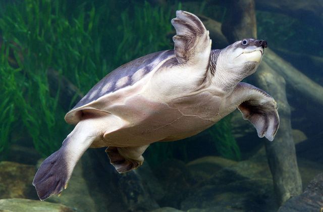 Pig-nosed turtle National Aquarium Pignosed Turtle