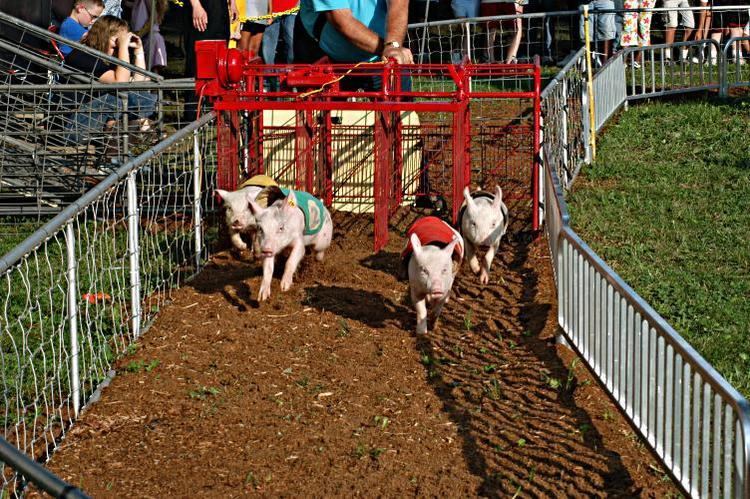 Pig racing