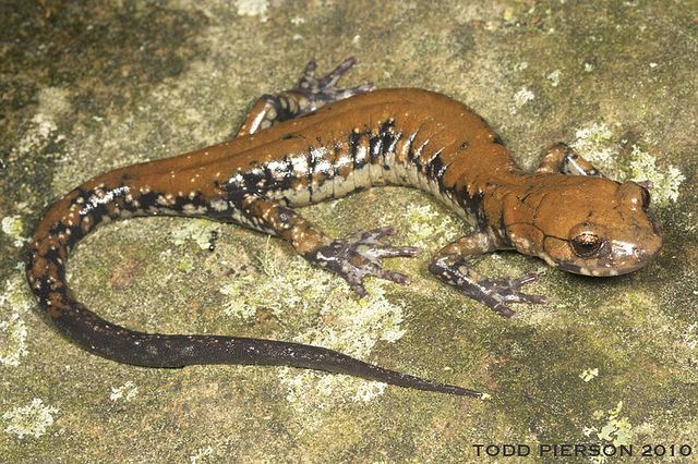 Pigeon Mountain salamander Plethodon petraeus Pigeon Mountain Salamander Adult from Flickr