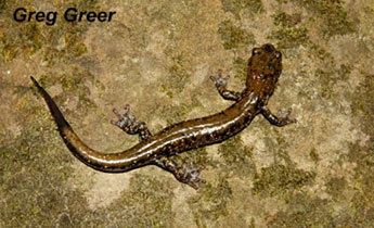 Pigeon Mountain salamander Species Profile Pigeon Mountain Salamander Plethodon petraeus
