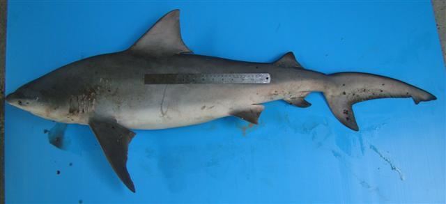 Pigeye shark sharks and reptiles Pigeye Shark Carcharhinus amboinensis