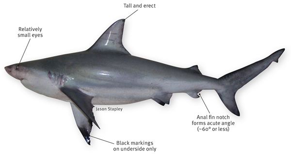 Pigeye shark Pigeye shark