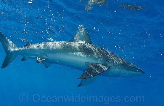 Pigeye shark wwwoceanwideimagescomimages14817largepigeye
