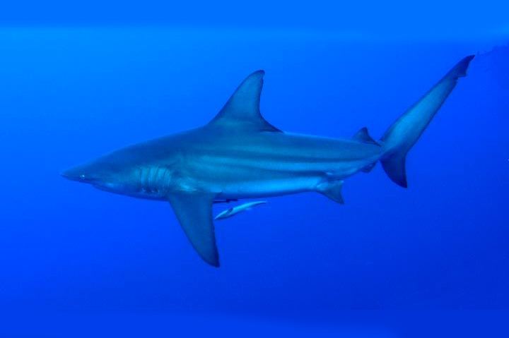 Pigeye shark Carcharhinus amboinensis