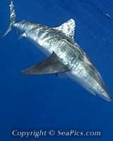 Pigeye shark Pigeye Shark Pictures and Facts Carcharhinus amboinensis SeaPicscom