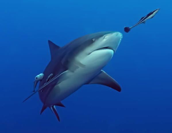 Pigeye shark Australian study suggests overexploitation of bull and pigeye