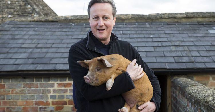 Piggate PigGate scandal An explainer on David Cameron and that pig
