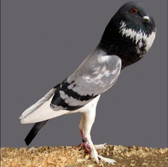 Pigmy Pouter Pigmy Pouter Pigeon Pigmy pouter pigeon is the tallest pigeon breed
