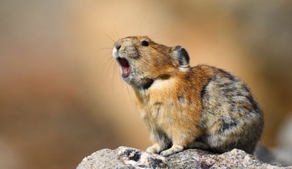 Pika Natural history