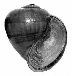 Pila (gastropod) httpsuploadwikimediaorgwikipediacommons88
