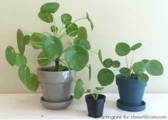 Pilea How To Care For Pilea Peperomioides Clever Bloom