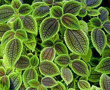 Pilea involucrata httpsuploadwikimediaorgwikipediacommonsthu