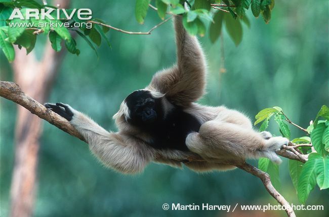 Pileated gibbon Pileated gibbon videos photos and facts Hylobates pileatus ARKive
