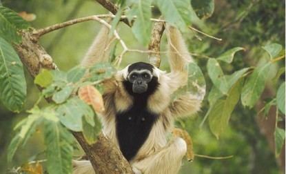 Pileated gibbon Pileated Gibbon Hylobates pileatus WAZA World Association of