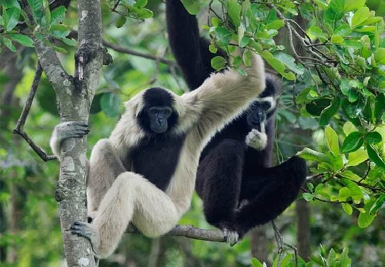 Pileated gibbon Communities and cuttingedge tech keep Cambodias gibbons singing