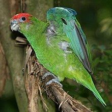 Pileated parrot httpsuploadwikimediaorgwikipediacommonsthu