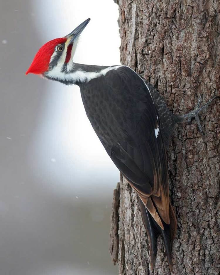 Pileated woodpecker Pileated Woodpecker Audubon Guide to North American Birds