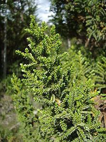 Pilgerodendron httpsuploadwikimediaorgwikipediacommonsthu