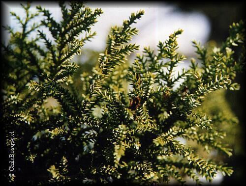 Pilgerodendron Pilgerodendron uviferum Arboles ChileBosque