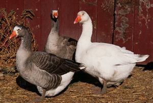 Pilgrim goose Pilgrim Geese Metzer Farms