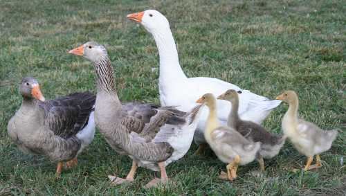Pilgrim goose Pilgrim Geese ferrebeekeeper