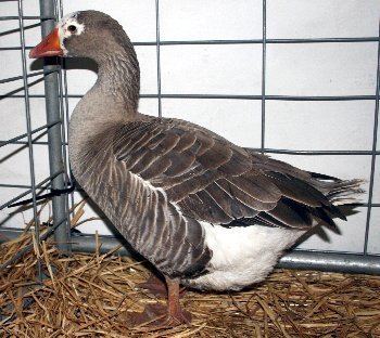 Pilgrim goose Pictures of Pilgrim and Normandy Geese breed info on autosexing
