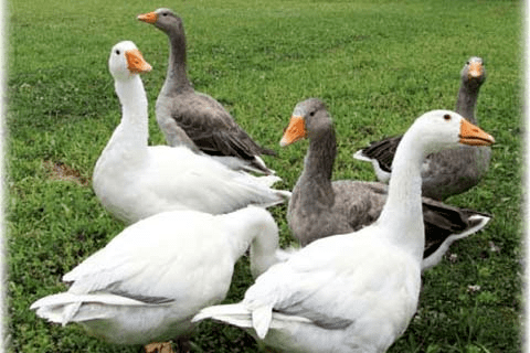 Pilgrim goose Pilgrim Geese A Breed Overview from Backyard Poultry