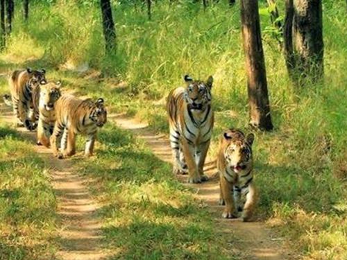 Pilibhit Tiger Reserve Pilibhit Wildlife Sanctuary UP Forest and Wildlife Department