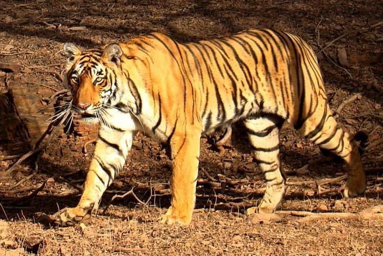 Pilibhit Tiger Reserve Pilibhit Tiger Reserve travel guide Places to see Trodly