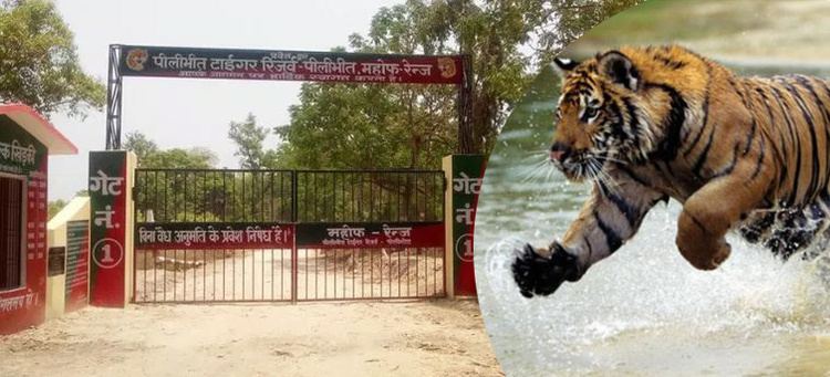 Pilibhit Tiger Reserve httpstmi2tourmyindiapvtltnetdnasslcomblog