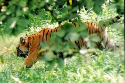 Pilibhit Tiger Reserve Pilibhit Tiger Reserve Best Time to Visit Pilibhit Tiger Reserve