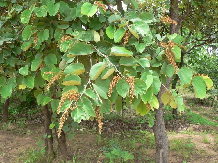 Piliostigma thonningii Central African Plants A Photo Guide Piliostigma thonningii