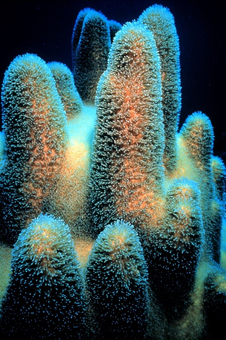 Pillar coral Pillar coral Wikipedia