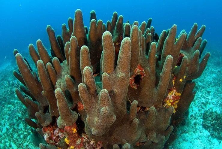 Pillar coral Rare Caribbean 39pillar coral39 species bred and raised in lab