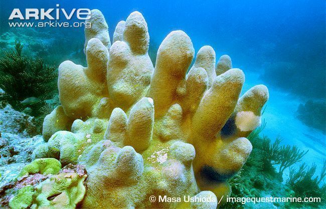 Pillar coral Pillar coral videos photos and facts Dendrogyra cylindrus ARKive