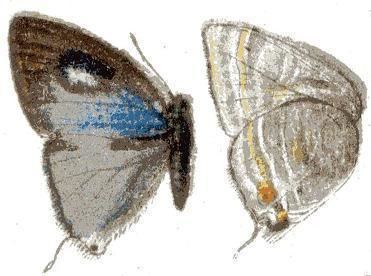 Pilodeudorix caerulea