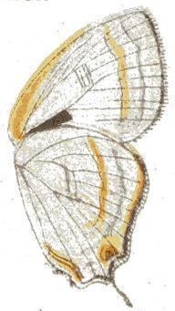 Pilodeudorix kafuensis