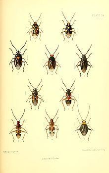 Pilophorus cinnamopterus httpsuploadwikimediaorgwikipediacommonsthu