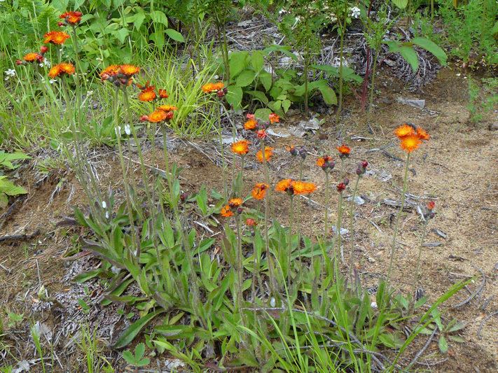 Pilosella aurantiaca Flore du Qubec Presentation Orange Hawkweed Pilosella aurantiaca