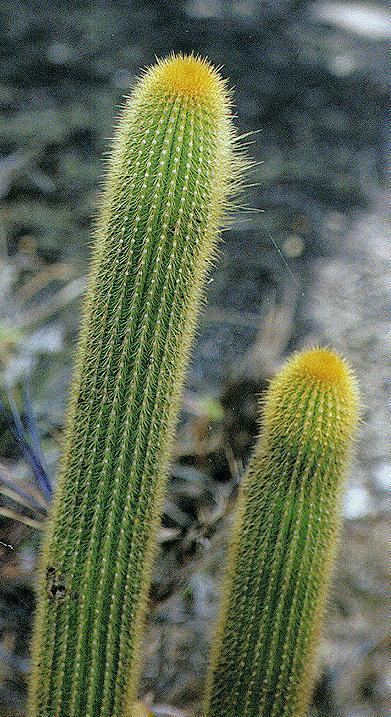 Pilosocereus Cactus Seeds Pilosocereus Wellgrow Horti Trading