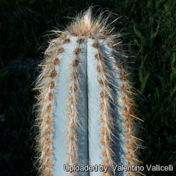 Pilosocereus Pilosocereus pachycladus