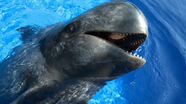 Pilot whale Sully the Pilot Whale JONATHAN BIRD39S BLUE WORLD YouTube