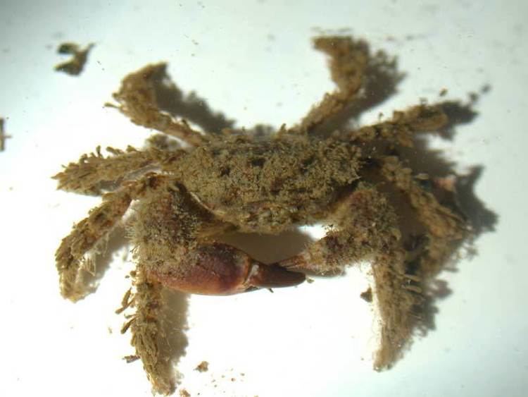 Pilumnus (crab) wwwmarlinacukassetsimagesmarlinspeciesweb