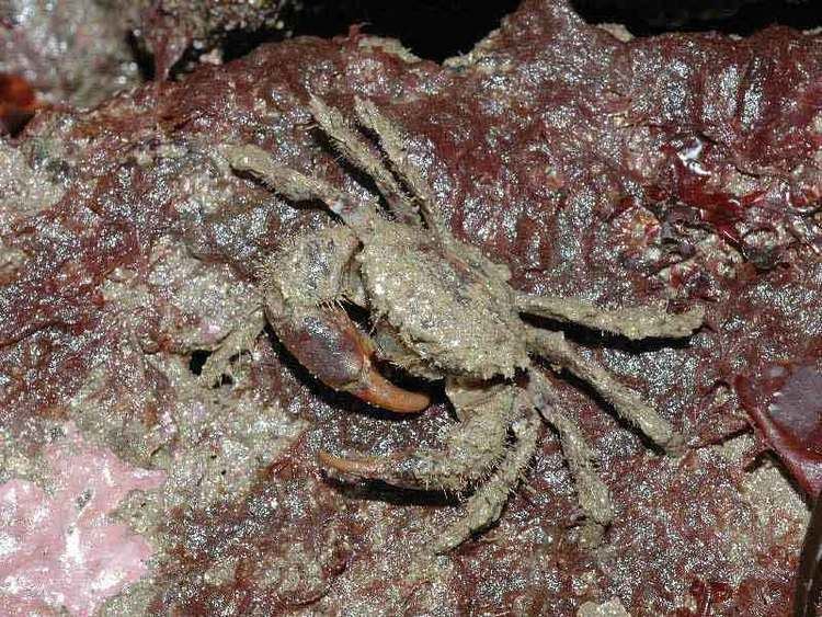 Pilumnus hirtellus MarLIN The Marine Life Information Network Bristly crab