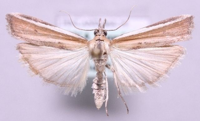 Pima (moth)